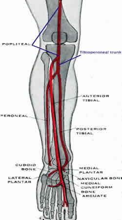 Arteries of the leg